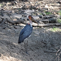 Selous Game Reserve - Half Day